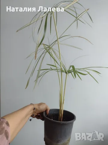 Циперус, водна палма, cyperus variegata, снимка 2 - Стайни растения - 56666030