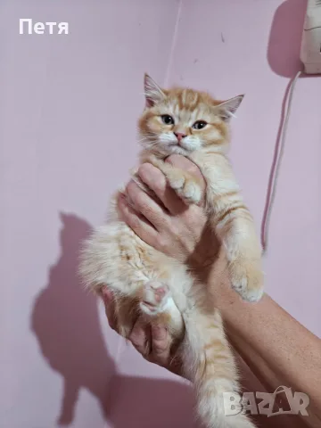 Разкошни шотландски котенца, снимка 13 - Британска късокосместа - 56688456