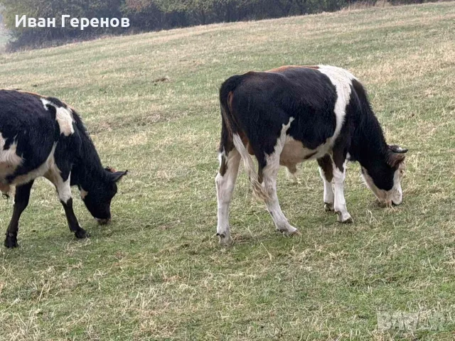 Продавам телета и телешко месо, снимка 3 - Крави - 56747468
