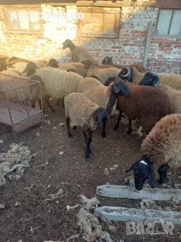Агнета за разплод и клане, снимка 6 - Овце - 51674999