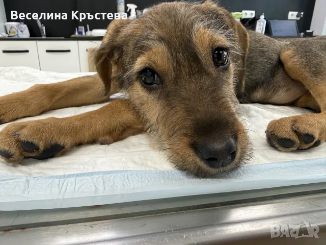 Мока си търси дом, снимка 5 - Други - 56251494