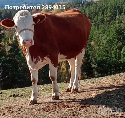 телета за клане и доугояване , снимка 8 - Крави - 56634921
