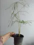 Циперус, водна палма, cyperus variegata, снимка 2