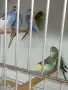 Вълнисти папагали и Корели , снимка 9