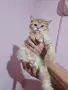 Разкошни шотландски котенца, снимка 13