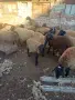 Агнета за разплод и клане, снимка 6