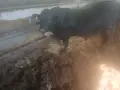 Месодайни телета, снимка 1