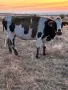 Продавам 10 Бременни Крави, снимка 9
