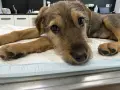 Мока си търси дом, снимка 5