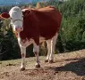 телета за клане и доугояване , снимка 8