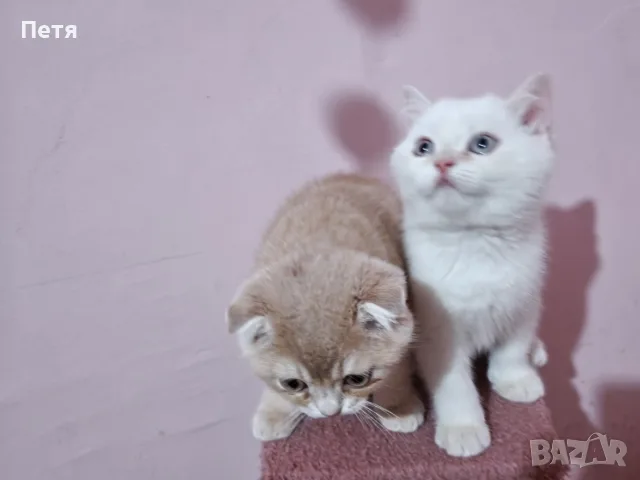 Разкошни шотландски котенца