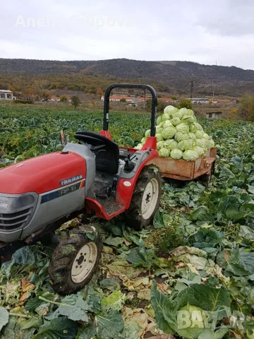 Продавам Зеле Кьосе и Марлу, снимка 2 - Други - 56686282