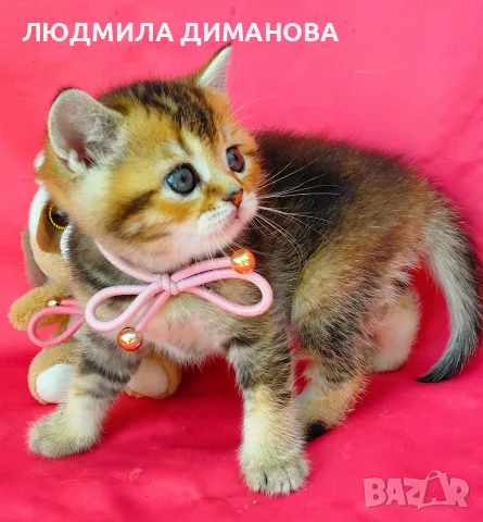 Златна чинчила момиче 