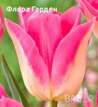 ЛАЛЕТА Луковици - ПАКЕТИ, снимка 13 - Сортови семена и луковици - 56733038