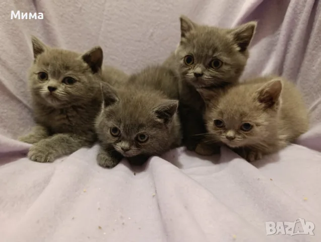 Британски котета, снимка 5 - Британска късокосместа - 56636897