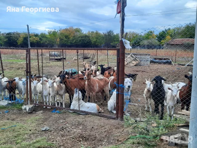 Продавам млечни кози , снимка 3 - Кози - 56728605
