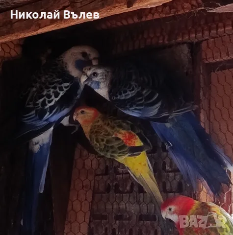 Двойка сини пенанти