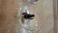 Продавам чопър Горение, снимка 4