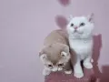 Разкошни шотландски котенца, снимка 1