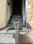 Продавам женско чихуахуа, снимка 5