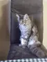 Мейн куун котенца , снимка 5