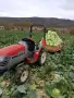 Продавам Зеле Кьосе и Марлу, снимка 2