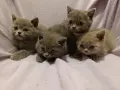 Британски котета, снимка 5