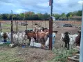 Продавам млечни кози , снимка 3