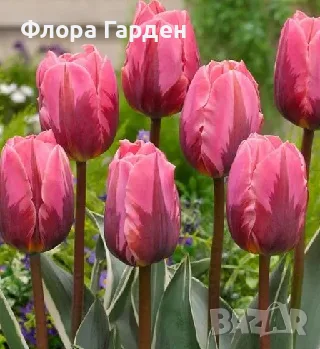 ЛАЛЕТА Луковици - ПАКЕТИ, снимка 12 - Сортови семена и луковици - 56733038