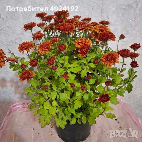Хризантема нискостеблена, снимка 2 - Градински цветя и растения - 56567783