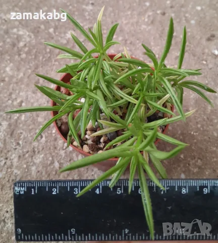 Пеперомия, Щастливо бобче (Peperomia Ferreyrae Peperomia Amigo Green Split Happy Bean), сукулент