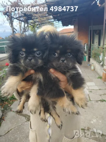 кралски пекинез момче и момиче 