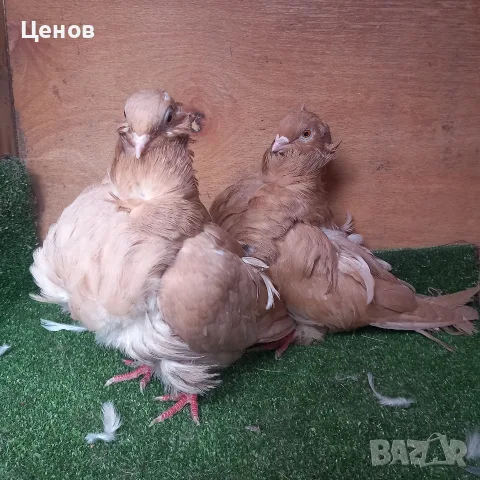 Продавам гълъби, снимка 8 - Гълъби - 56628363