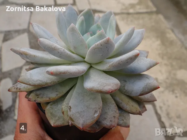 Сукуленти Echeveria различни видове, снимка 8 - Стайни растения - 56716473
