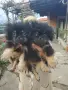 кралски пекинез момче и момиче , снимка 1