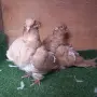 Продавам гълъби, снимка 8