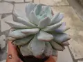 Сукуленти Echeveria различни видове, снимка 8