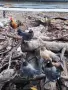 декоративни Розкомб, снимка 4