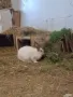 Продавам две женски зайци , снимка 2