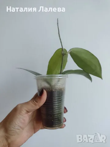 Хоя, Hoya cinnamomifolia, снимка 4 - Стайни растения - 56666295
