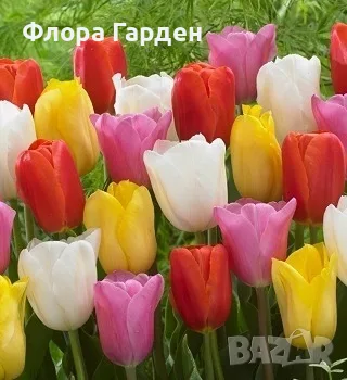 ЛАЛЕТА Луковици - ПАКЕТИ
