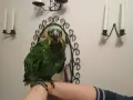 амазона синючела , снимка 2