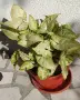 Сингониум, . .., снимка 11