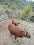 Продавам бременни юници , снимка 4