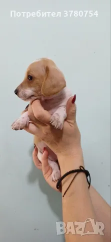 Дакел пиебалд piebald dachshund , снимка 2 - Дакели - 56338485