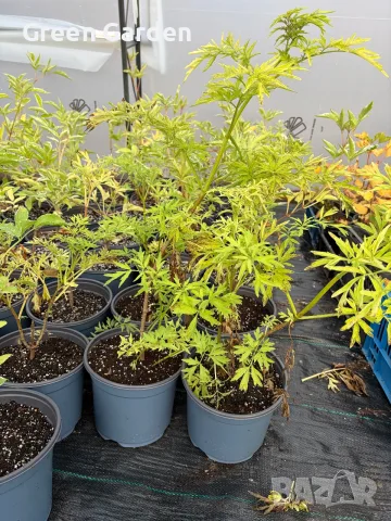 Бъз Sambucus nights “Golden Tower”, снимка 1 - Градински цветя и растения - 54784109