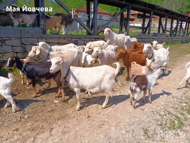 Проавам кози и ярета, снимка 2 - Кози - 56744834