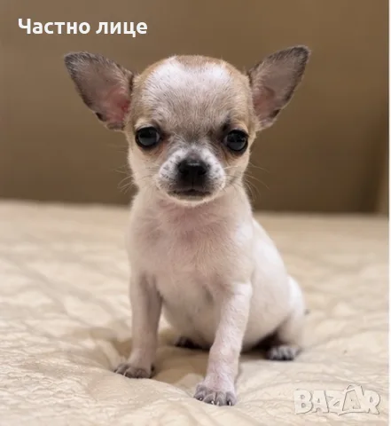 чихуахуа момиченце, снимка 2 - Чихуахуа - 56655859