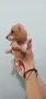 Дакел пиебалд piebald dachshund , снимка 2