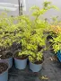 Бъз Sambucus nights “Golden Tower”, снимка 1